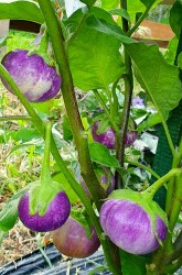 eggplant thai round violet1